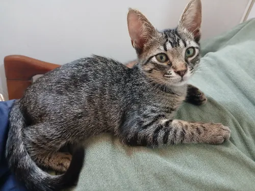 Chaton à adopter 