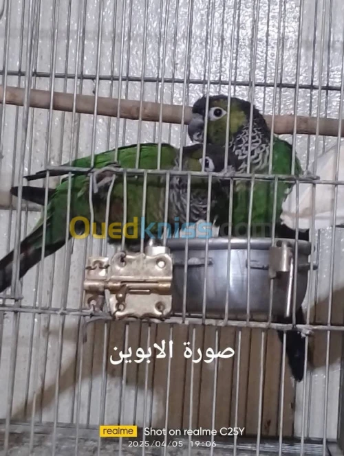 فرخ كنيور تاكيل يدوي لاراس بلاك كاب العمر 24 يوم المكان دويرة