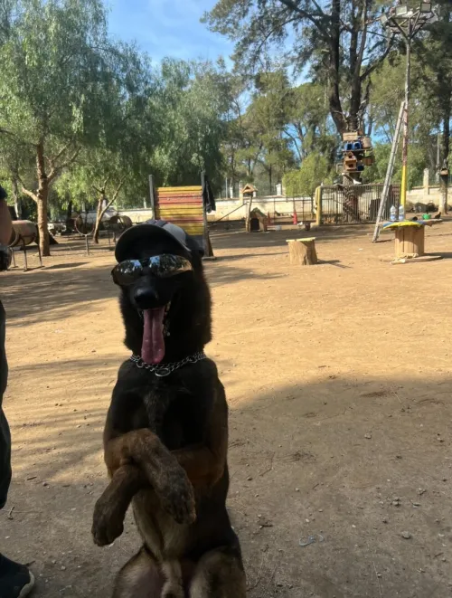 Chiot malinois 