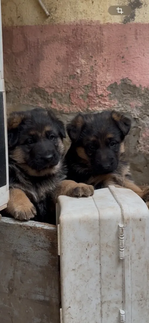 Berger allemand race pure