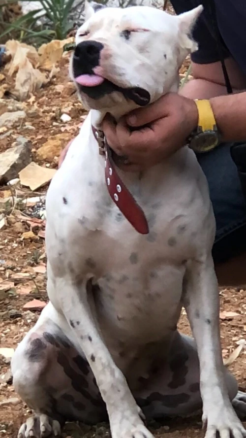 Dog argentin 