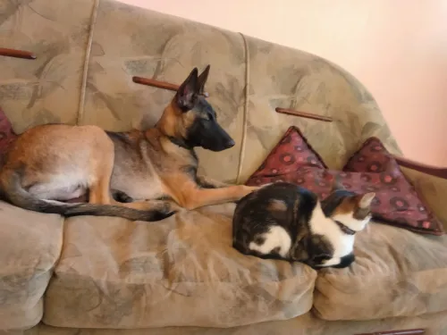 Malinoi