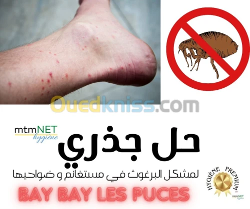 Service d'extermination des puces à mostaganem البرغوث 