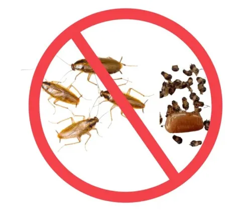 Extermination des Cafards à Mostaganem 
