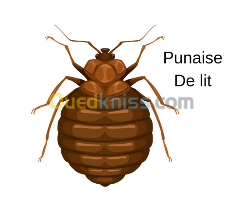 Extermination radicale des punaises de lit à sidi belabess 
