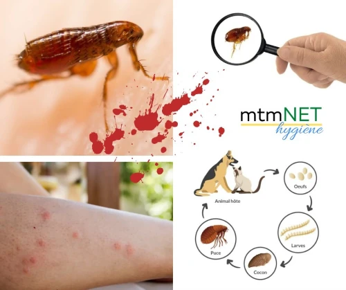 Extermination des puces de chat et puces de chien البرغوث à ain témouchent 