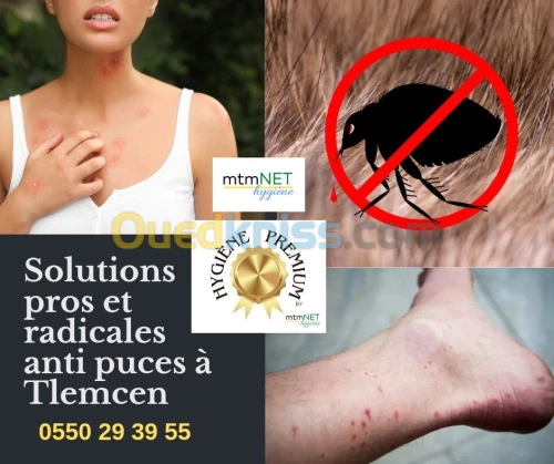 Service d'extermination des puces à tlemcen 