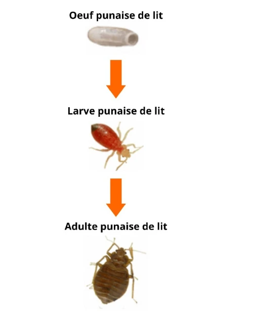 Extermination des punaises de lit à mascara 