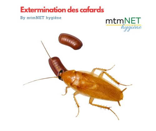 Extermination des cafards القضاء على القرللو à Relizane