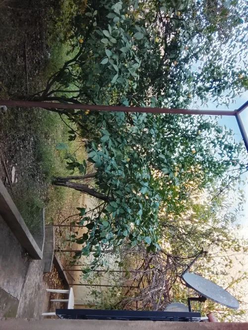 Vente Villa Boumerdès Hammedi