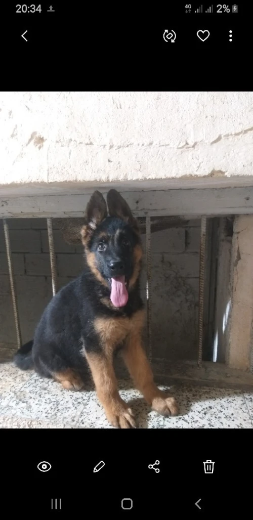  Berger allemand 