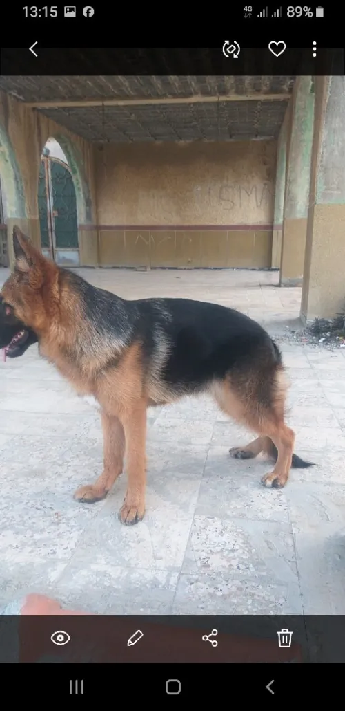 Berger allemand