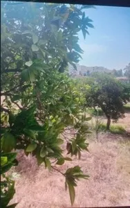 Vente Terrain Guelma Heliopolis