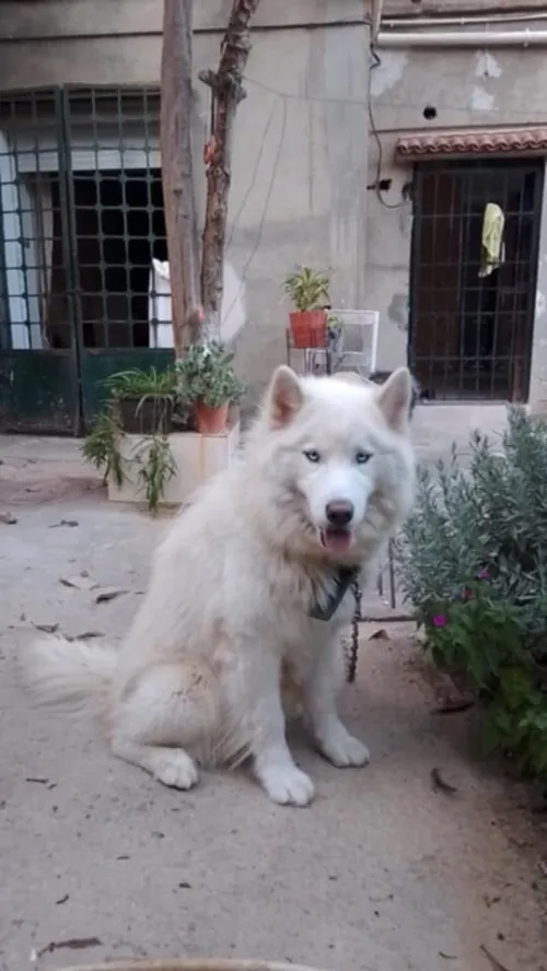 Husky sibérien 