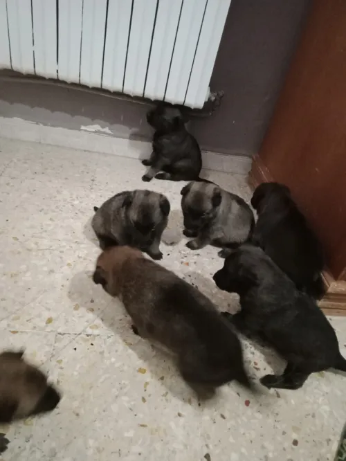 Chiot malinois