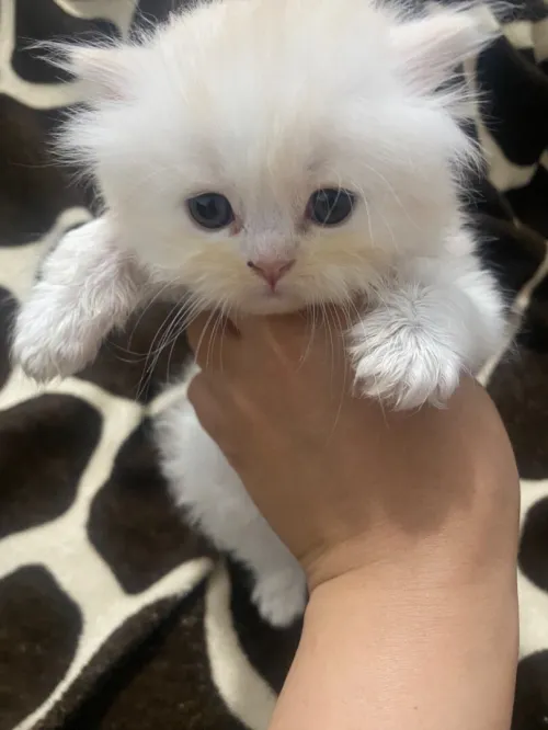 Chaton persan