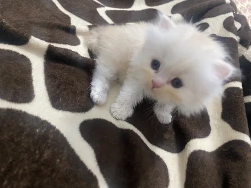 Chaton persan