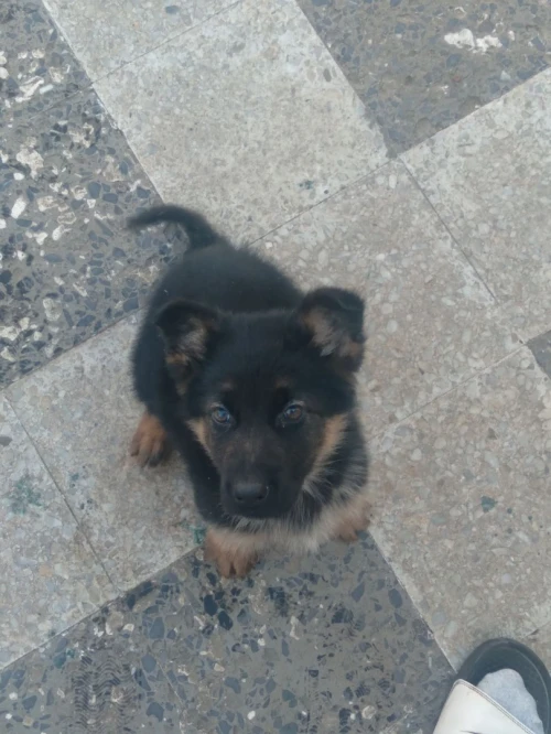 Berger allemand poil long 