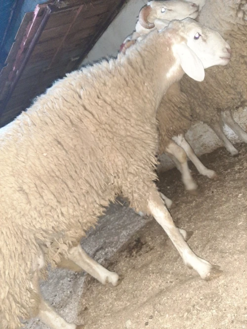 كباش لكل المناسبات