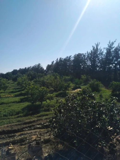 Vente Terrain Aïn Defla Khemis miliana