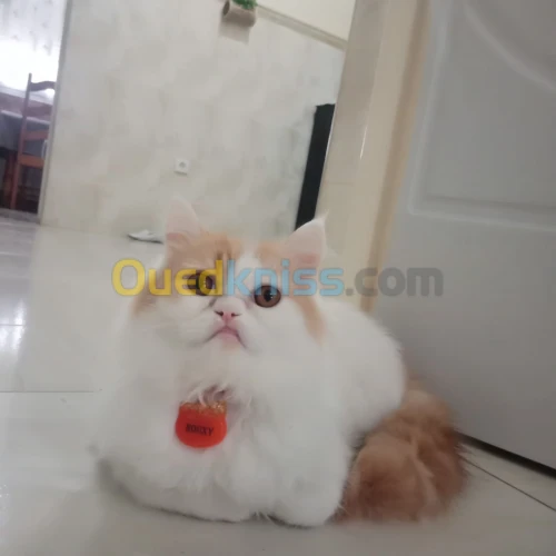 Chat persan a vendre