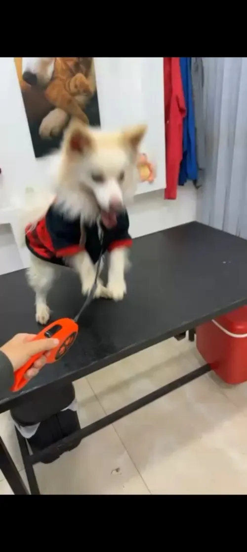 Chien SPITZ