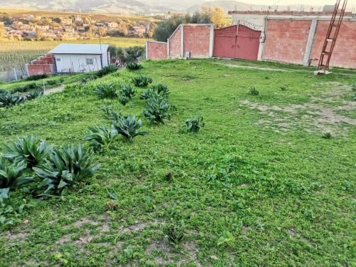 Vente Terrain Boumerdès Bordj menaiel
