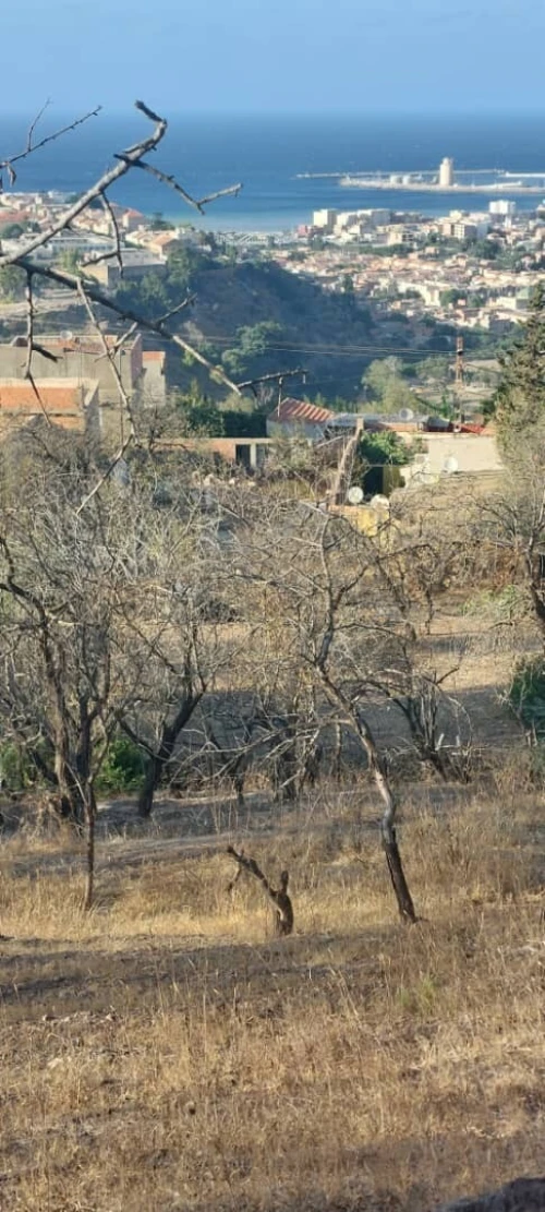 Vente Terrain Chlef Tenes