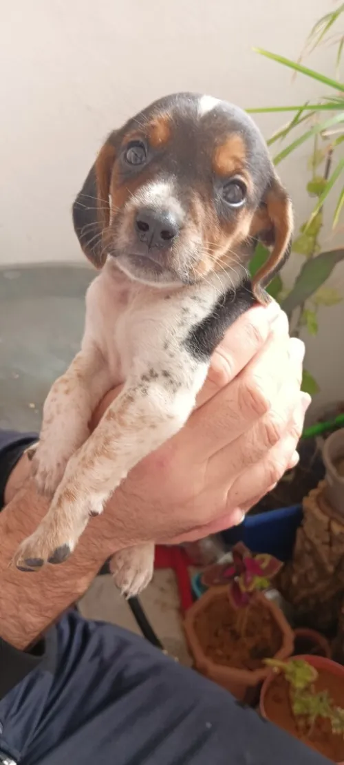 Chiot Beagle