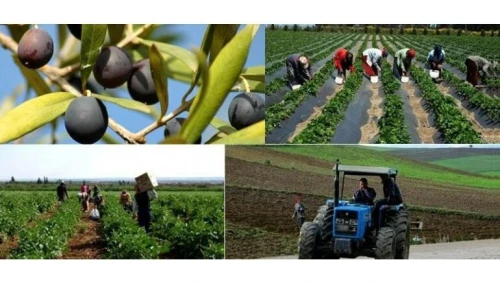 BUREAU D'ÉTUDES AGRICOLE ET ÉLEVAGE