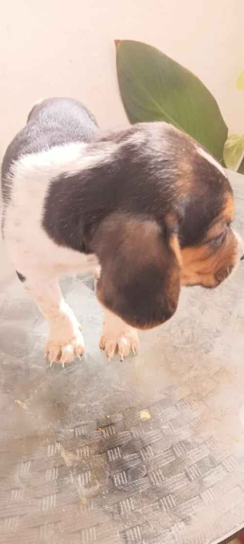 Chiot Beagle