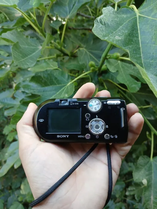 sony dsc p120
