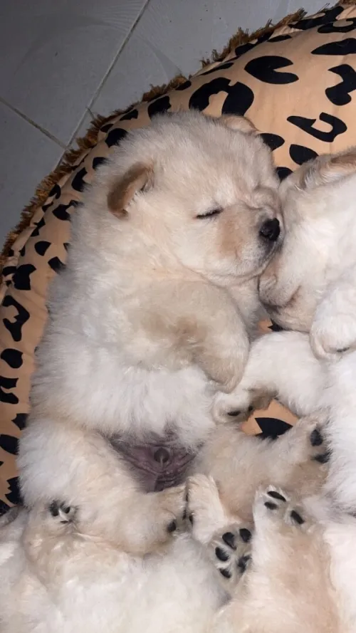 Chiot Chow Chow pure race  40jours 