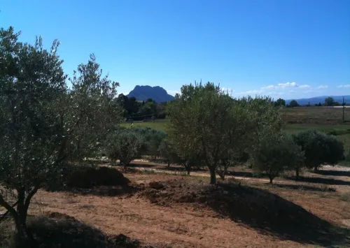 Vente Terrain Agricole Oran Oued tlelat