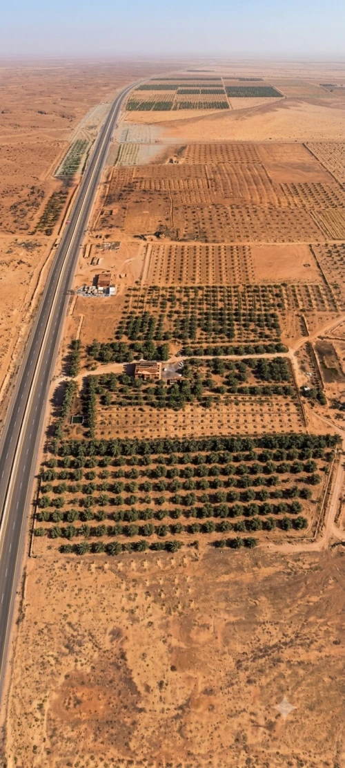 Vente Terrain Biskra El hadjeb