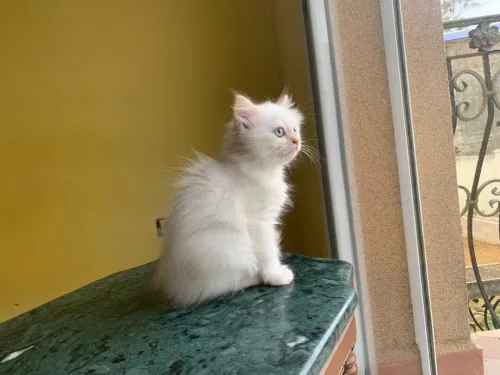 Chaton Persan Blanche très poilu.