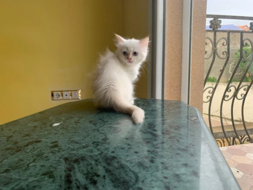 Chaton Persan Blanche très poilu.
