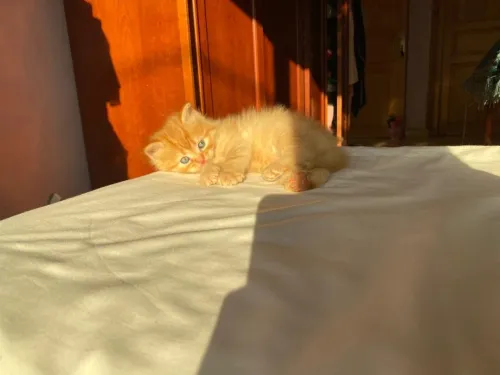 Chaton Persan Roux très poilu