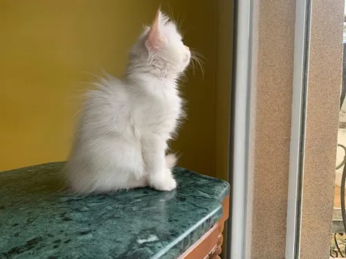 Chaton Persan Blanche très poilu.