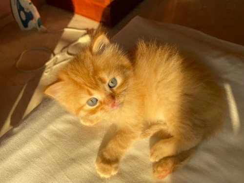 Chaton Persan Roux très poilu