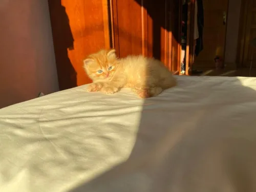 Chaton Persan Roux très poilu