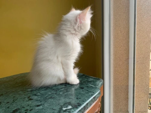 Chaton Persan Blanche très poilu.