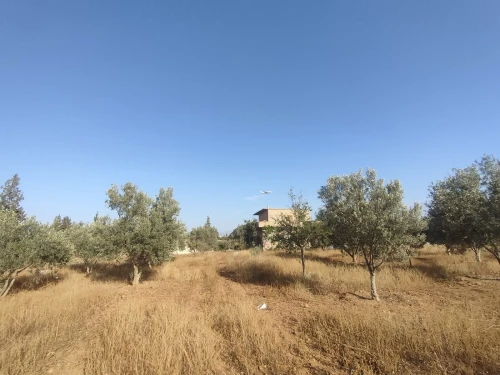 Vente Terrain Agricole Tlemcen Remchi