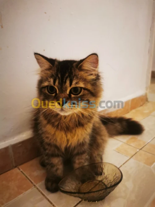 Chat persan chenchila