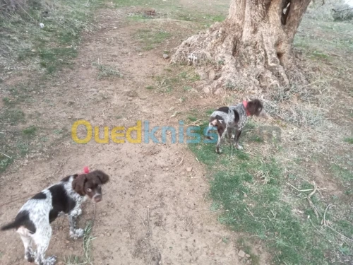 Chiens de chasse 