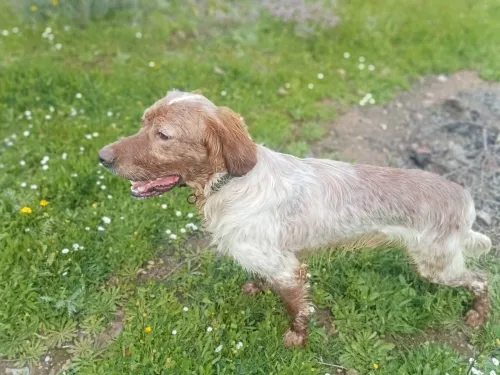 Chien de chasse