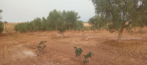 Vente Terrain Agricole Tlemcen Sabra