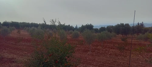 Vente Terrain Agricole Tlemcen Sabra