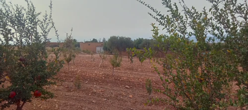 Vente Terrain Agricole Tlemcen Sabra