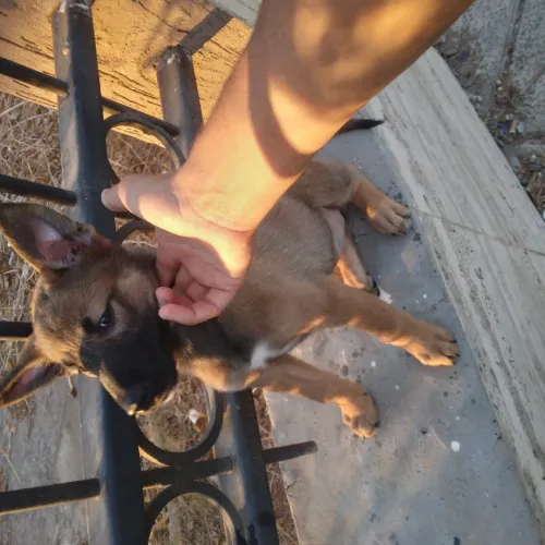 Chiots Malinois à vendre Avec carnet de santé
